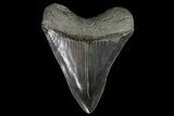 Serrated, Fossil Megalodon Tooth - Georgia #82725-2